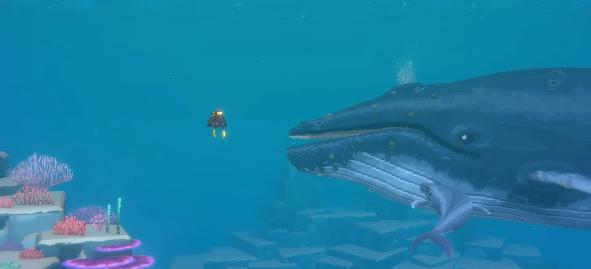 Dave The Diver - Dave incontra una balena